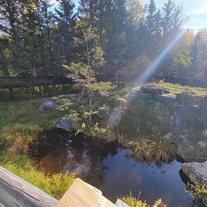 Zoo Sauvage 10/22 -  Laurentian Forest, Wolverine