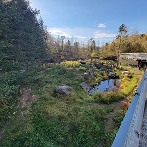Zoo Sauvage 10/22 -  Laurentian Forest, Wolverine