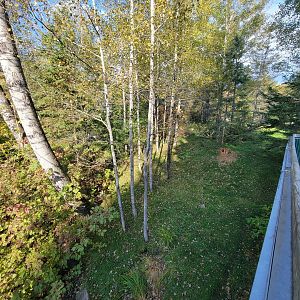 Zoo Sauvage 10/22 -  Laurentian Forest, fisher / NARO / raccoon exhibit