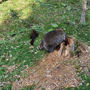 Zoo Sauvage 10/22 -  Laurentian Forest, fisher and raccoon