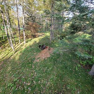 Zoo Sauvage 10/22 -  Laurentian Forest, fisher and raccoon