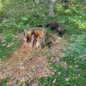 Zoo Sauvage 10/22 -  Laurentian Forest, fisher