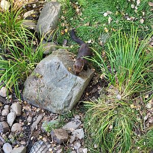 Zoo Sauvage 10/22 -  Laurentian Forest, fisher