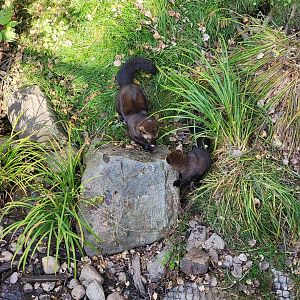 Zoo Sauvage 10/22 -  Laurentian Forest, male and female fishers