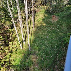 Zoo Sauvage 10/22 -  Laurentian Forest, fishers