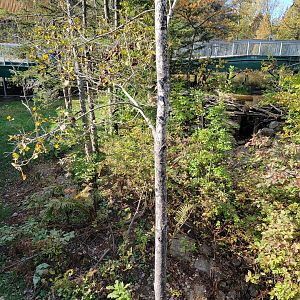 Zoo Sauvage 10/22 -  Laurentian Forest, fisher / NARO / raccoon exhibit