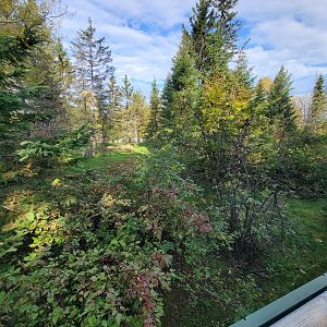 Zoo Sauvage 10/22 -  Laurentian Forest, fisher / NARO / raccoon exhibit