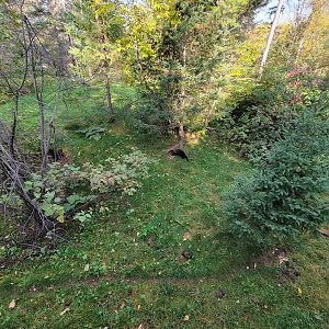 Zoo Sauvage 10/22 -  Laurentian Forest, fisher / NARO / raccoon exhibit