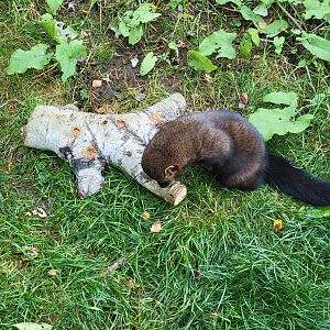 Zoo Sauvage 10/22 -  Laurentian Forest, fisher