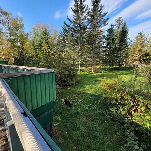 Zoo Sauvage 10/22 -  Laurentian Forest, fisher / NARO / raccoon exhibit