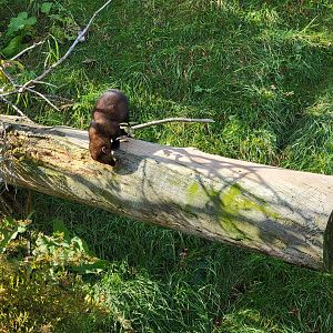 Zoo Sauvage 10/22 -  Laurentian Forest, fisher