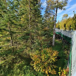 Zoo Sauvage 10/22 -  Laurentian Forest, fisher / NARO / raccoon exhibit