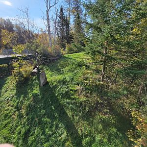 Zoo Sauvage 10/22 -  Laurentian Forest, fisher / NARO / raccoon exhibit