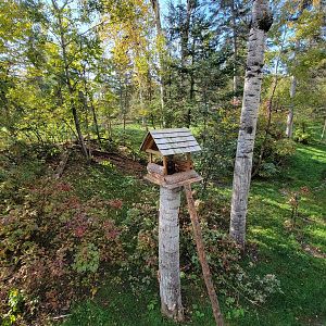 Zoo Sauvage 10/22 -  Laurentian Forest, fisher / NARO / raccoon exhibit