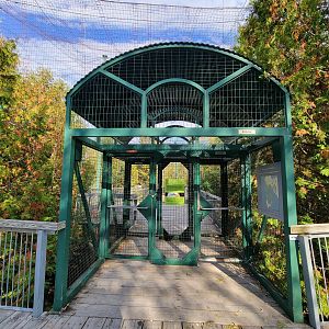 Zoo Sauvage 10/22 -  Laurentian Forest, closed bird of prey aviary