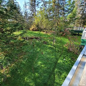 Zoo Sauvage 10/22 -  Laurentian Forest, fisher / NARO / raccoon exhibit