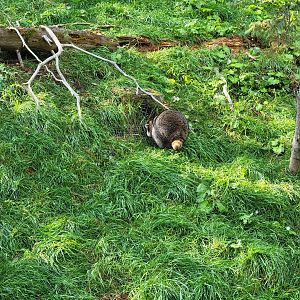 Zoo Sauvage 10/22 -  Laurentian Forest, raccoon