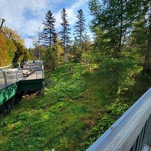 Zoo Sauvage 10/22 -  Laurentian Forest, fisher / NARO / raccoon exhibit