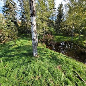 Zoo Sauvage 10/22 -  Laurentian Forest, fisher / NARO / raccoon exhibit