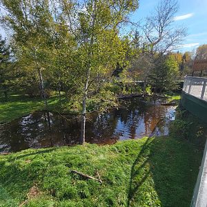 Zoo Sauvage 10/22 -  Laurentian Forest, fisher / NARO / raccoon exhibit