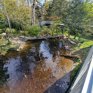 Zoo Sauvage 10/22 -  Laurentian Forest, fisher / NARO / raccoon exhibit
