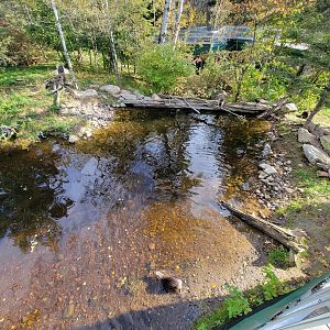 Zoo Sauvage 10/22 -  Laurentian Forest, fisher / NARO / raccoon exhibit