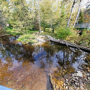 Zoo Sauvage 10/22 -  Laurentian Forest, fisher / NARO / raccoon exhibit