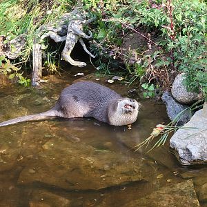 Zoo Sauvage 10/22 -  Laurentian Forest, NARO eating a fruit kabob that was stolen from a raccoon
