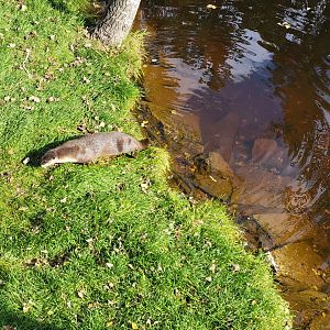 Zoo Sauvage 10/22 -  Laurentian Forest, fisher / NARO / raccoon exhibit