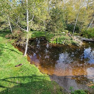Zoo Sauvage 10/22 -  Laurentian Forest, fisher / NARO / raccoon exhibit