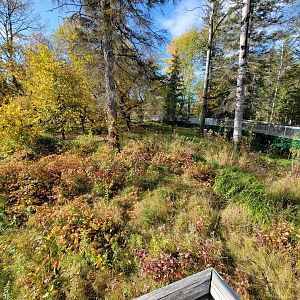 Zoo Sauvage 10/22 -  Laurentian Forest, beaver / striped skunk / snowshoe hare / woodchuck exhibit