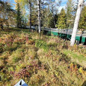 Zoo Sauvage 10/22 -  Laurentian Forest, beaver / striped skunk / snowshoe hare / woodchuck exhibit