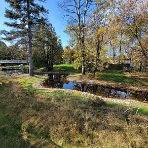 Zoo Sauvage 10/22 -  Laurentian Forest, beaver / striped skunk / snowshoe hare / woodchuck exhibit