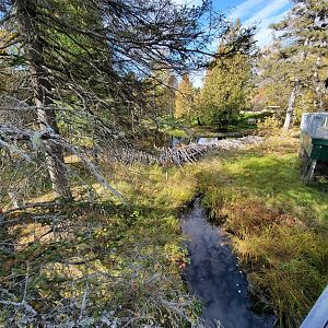 Zoo Sauvage 10/22 -  Laurentian Forest, beaver / striped skunk / snowshoe hare / woodchuck exhibit