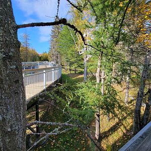 Zoo Sauvage 10/22 -  Laurentian Forest, beaver / striped skunk / snowshoe hare / woodchuck exhibit