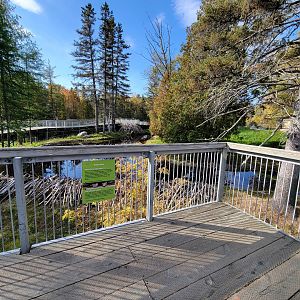 Zoo Sauvage 10/22 -  Laurentian Forest, beaver / striped skunk / snowshoe hare / woodchuck exhibit