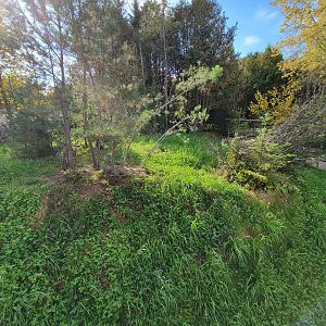 Zoo Sauvage 10/22 -  Laurentian Forest, beaver / striped skunk / snowshoe hare / woodchuck exhibit