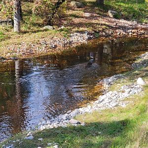 Zoo Sauvage 10/22 -  Laurentian Forest, beaver / striped skunk / snowshoe hare / woodchuck exhibit