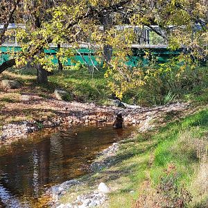 Zoo Sauvage 10/22 -  Laurentian Forest, beaver / striped skunk / snowshoe hare / woodchuck exhibit