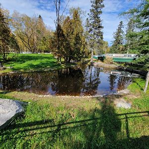 Zoo Sauvage 10/22 -  Laurentian Forest, beaver / striped skunk / snowshoe hare / woodchuck exhibit