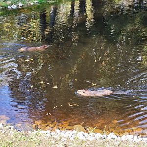 Zoo Sauvage 10/22 -  Laurentian Forest, beavers swimming