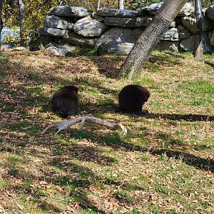 Zoo Sauvage 10/22 -  Laurentian Forest, North American porcupine exhibit