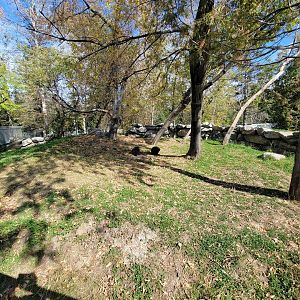 Zoo Sauvage 10/22 -  Laurentian Forest, North American porcupine exhibit