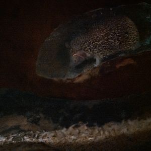 Lesser Hedgehog Tenrec