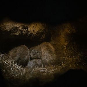 Black-Tailed Prairie Dogs