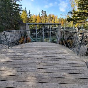 Zoo Sauvage 10/22 -  Geladas