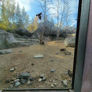 Zoo Sauvage 10/22 -  Geladas