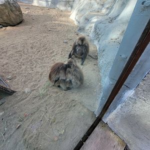 Zoo Sauvage 10/22 -  Geladas