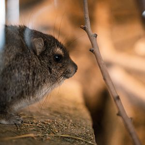 Yellow-Spotted Rock Hyrax