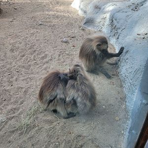 Zoo Sauvage 10/22 -  Geladas